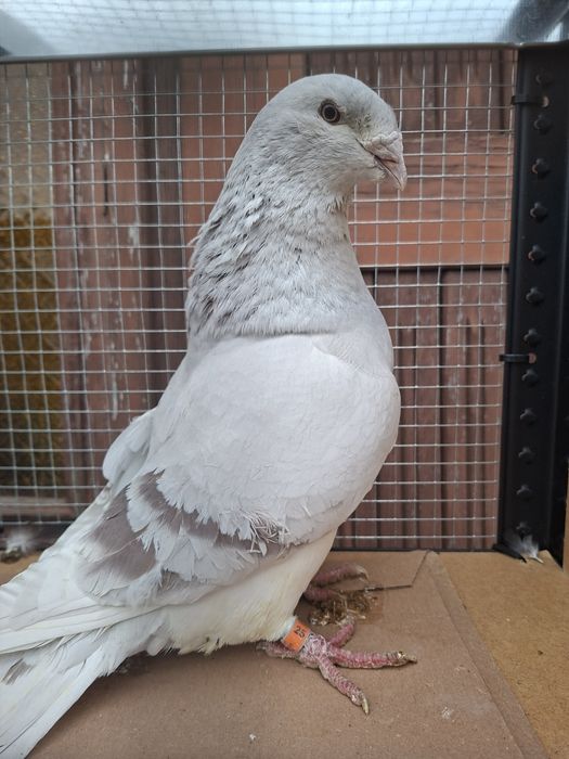 Standard , standardy , polski pocztowy wystawowy sprzedam