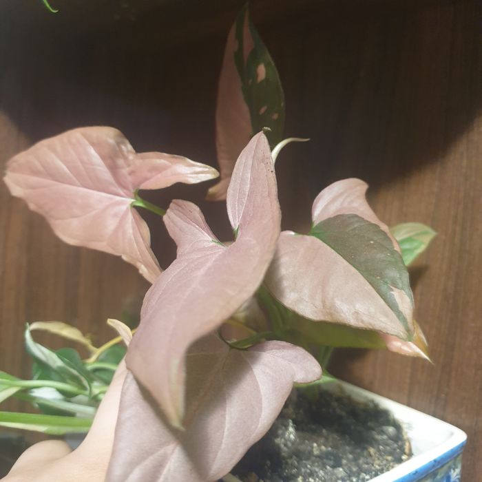 Sygnognum, epipremnum