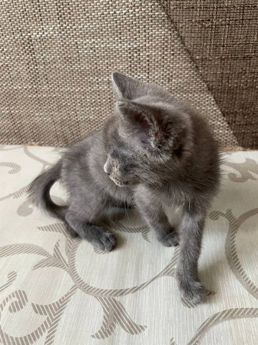 Продам кота напівбританця