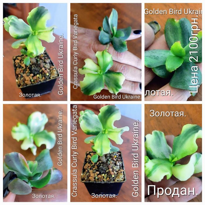 Рiдкiснi, колекцiйнi красули, грошовi дерева, сукуленти.