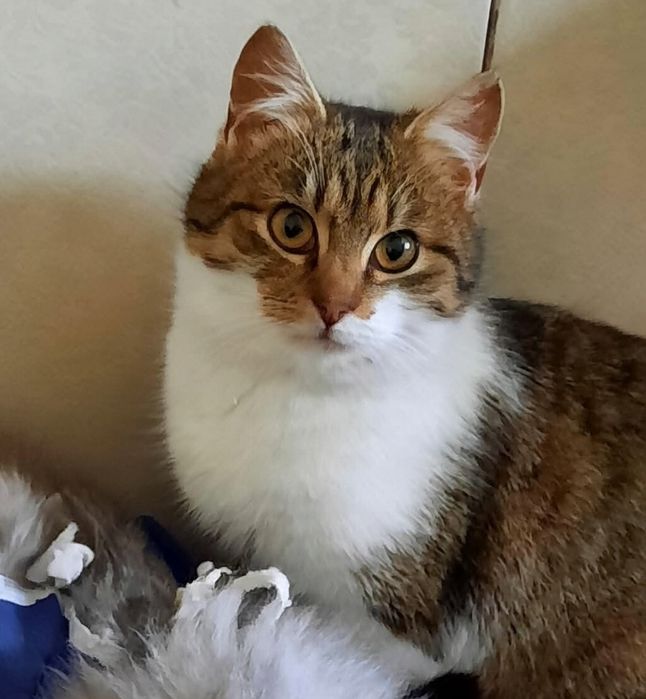 Котики Мінні і Сивогрив  шукають дім ( кіт, киця, кішка, котик, котеня