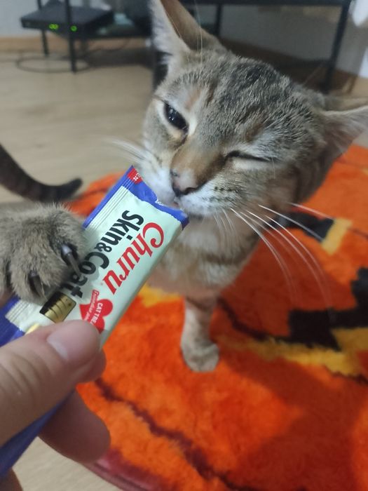 Młoda kotka do adopcji