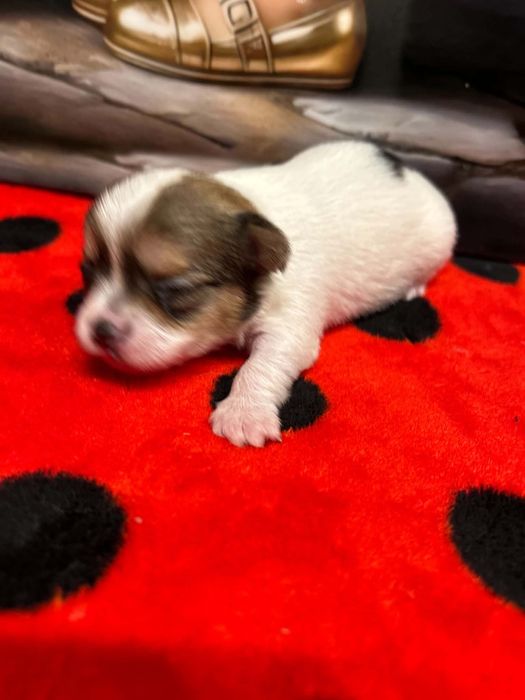 Chihuahua York biewer