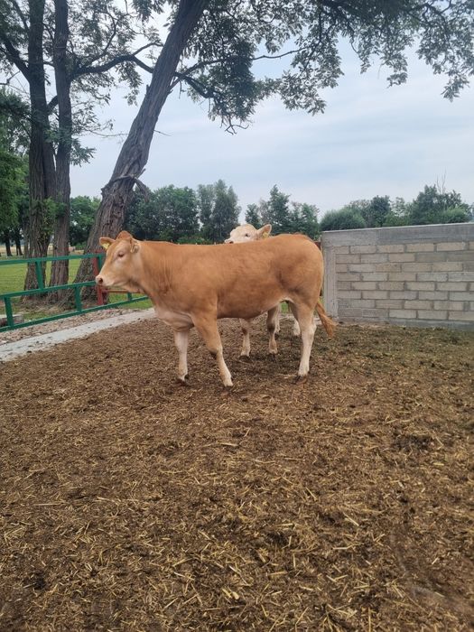 Bydło Blonde d'aquitaine