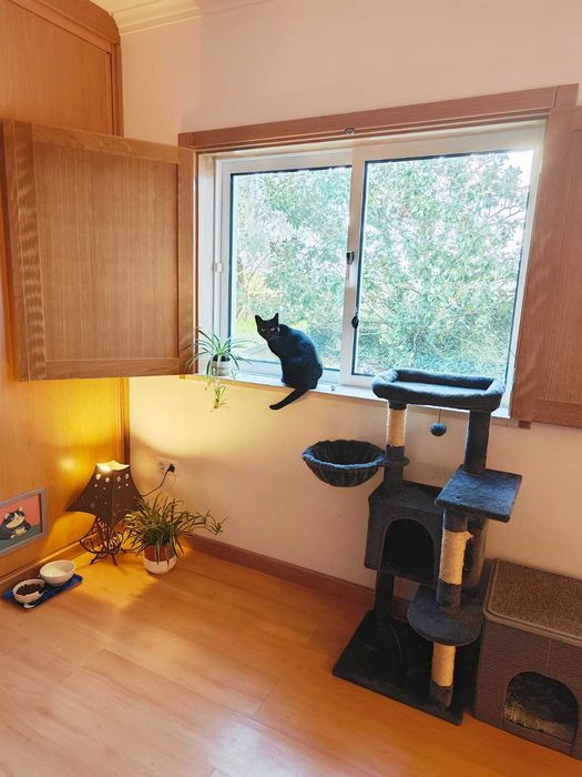 CAT HOTEL. Hotel para gatos. Hospedagem Familiar para Gatos