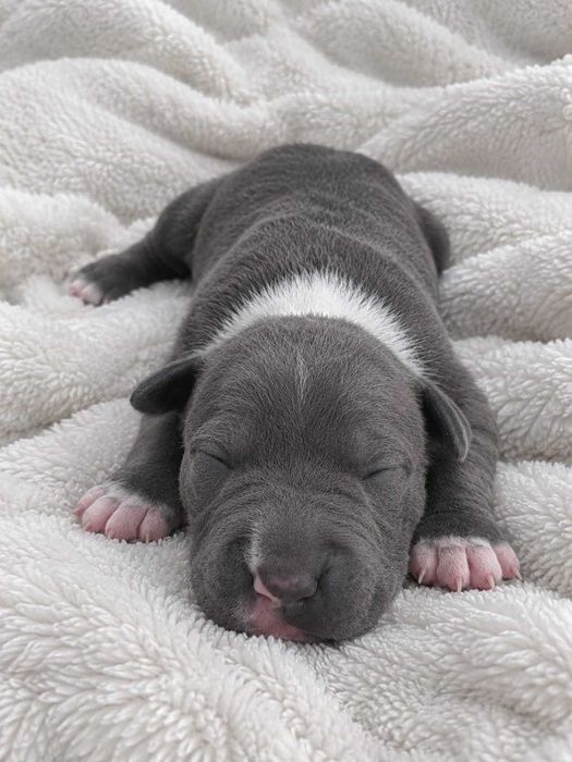 Zapraszamy do rezerwacji, Pięknego szczeniaka American Staffordshire Terrier Blue
