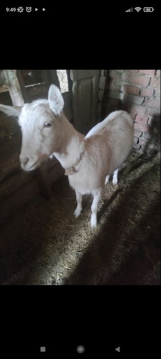 Продам молоду козочку