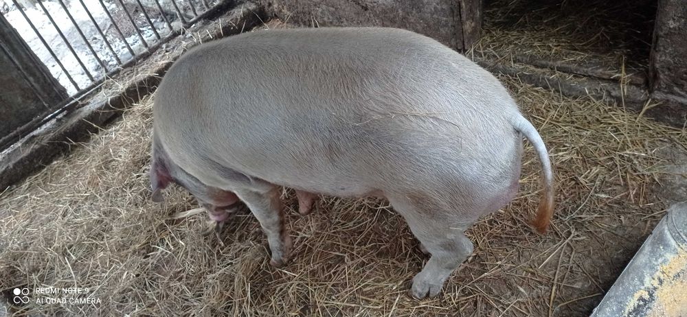 Спаровка кнура ( хряка )