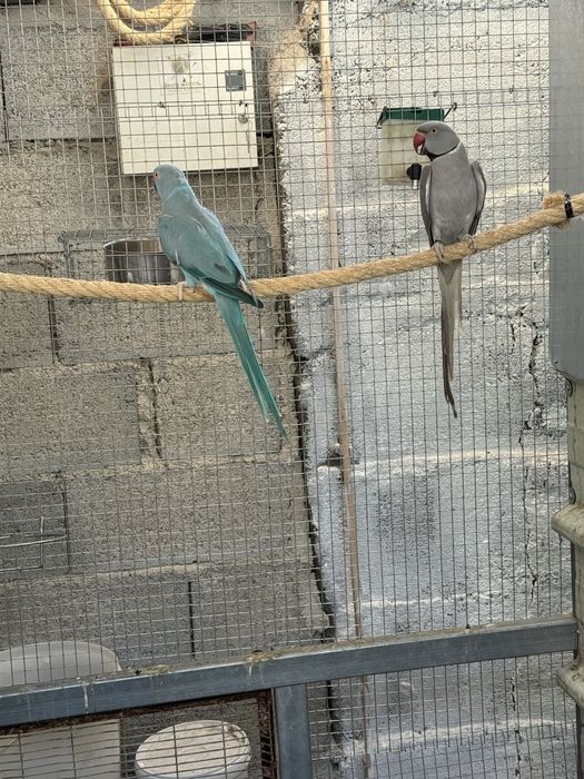 Vendo lote de aves ou troco