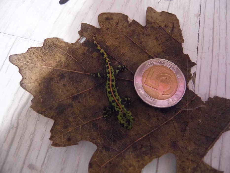 Traszka marmurkowa (Triturus marmoratus) na sprzedaż