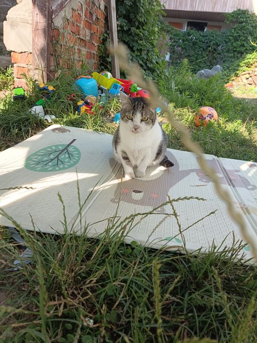 Киця шукає родину