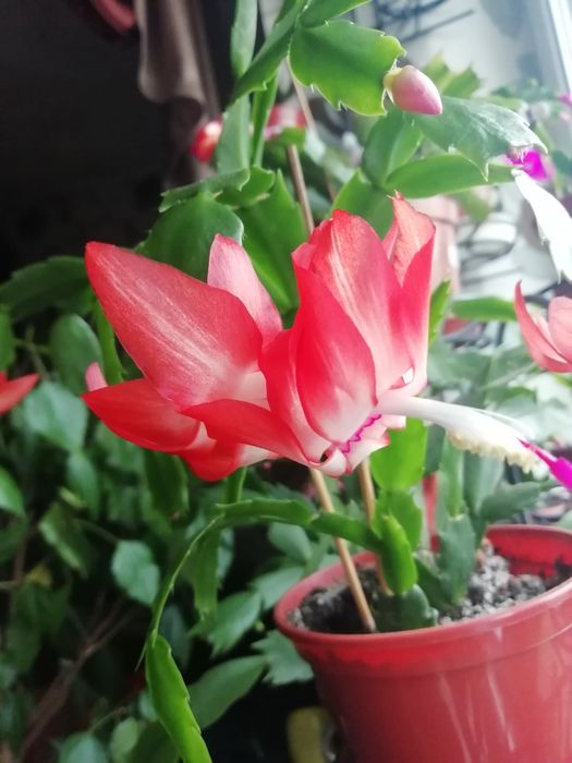 Шлюмбергера, декабрист Stefania