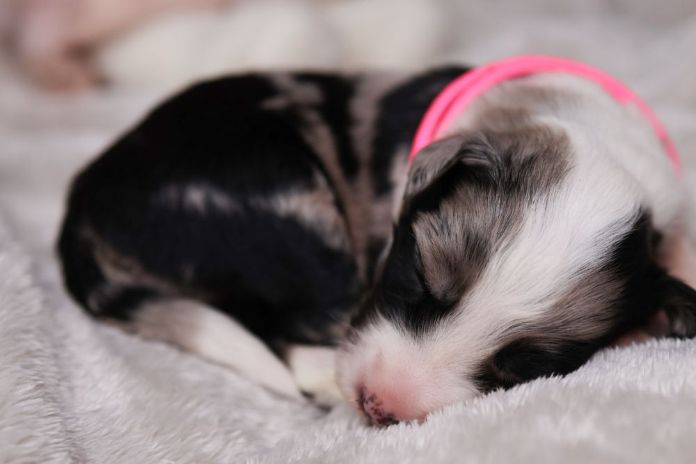 Border Collie FCI Suczka  Blue Merle