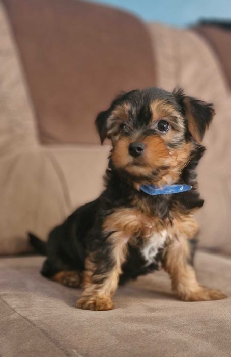 York pies Snikers Yorkshire Terrier szczeniak Hodowla stalowo-złoty