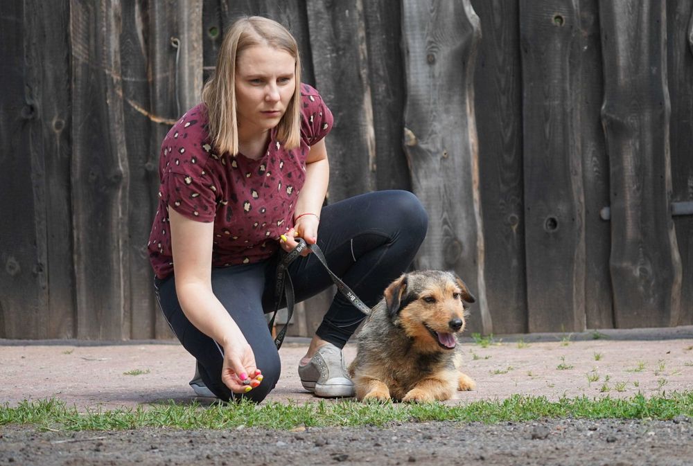 NIL - cudowny, szorstkowłosy pies szuka domu