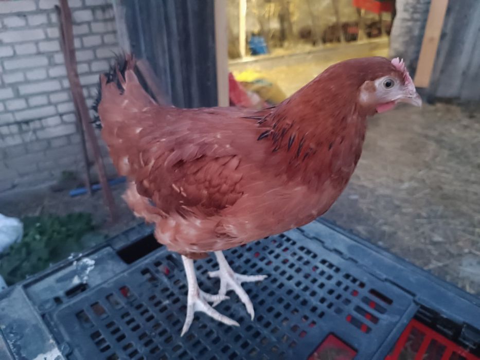 Kury nioski przed pierwszym jajkiem transport