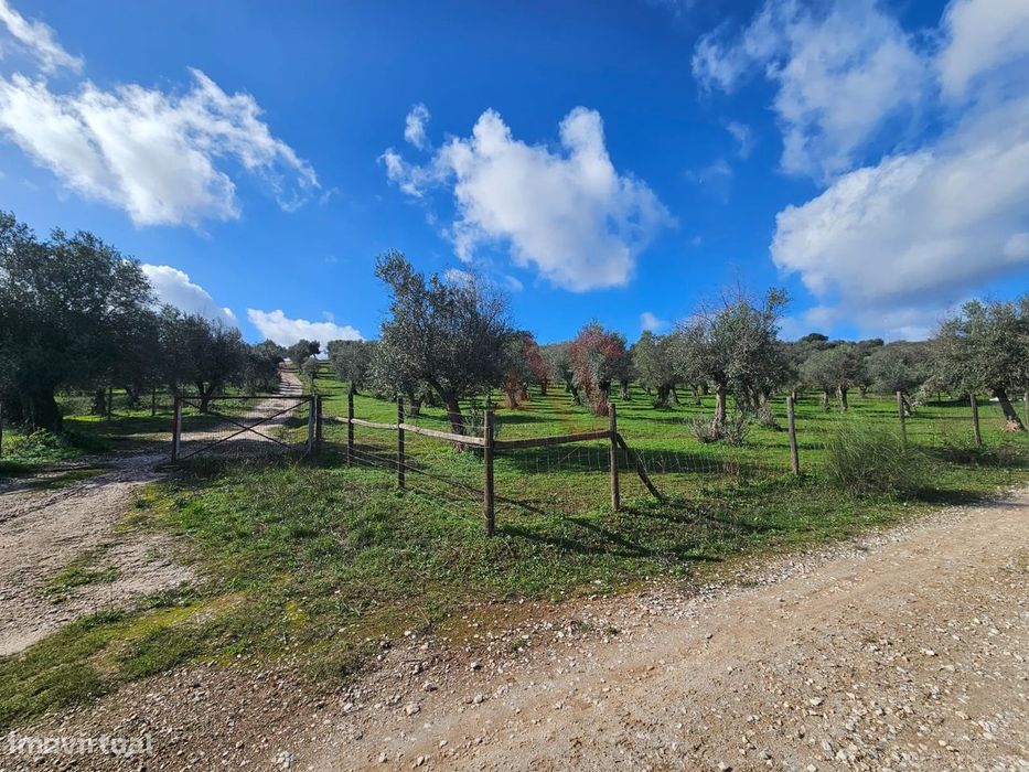 Terreno Rústico com 17.143 m² e com Olival em Nossa Senhora da Conceiç