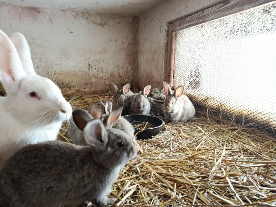 Sprzedam młode króliki