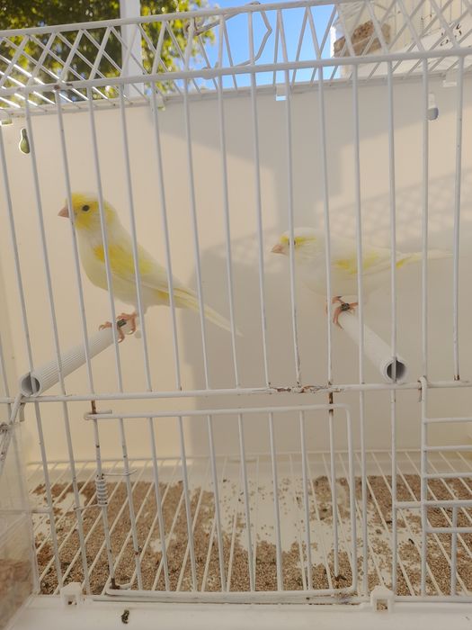 Canarios amarelos e mosaico amarelo