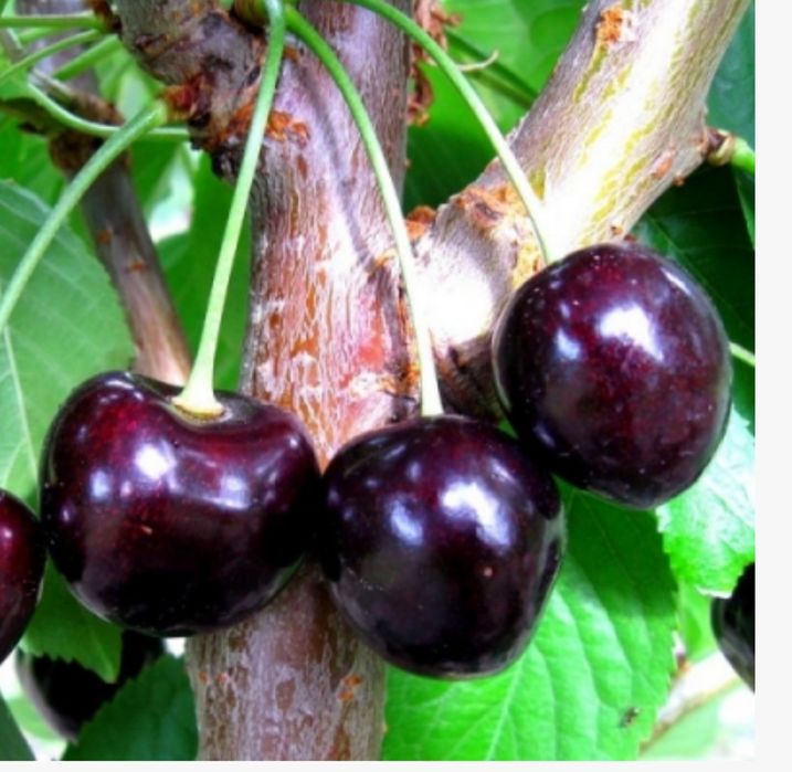 Вишня чорнокорка української селекції