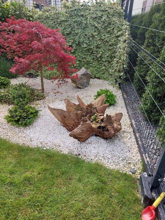 Korzeń ozdoba ogrodu