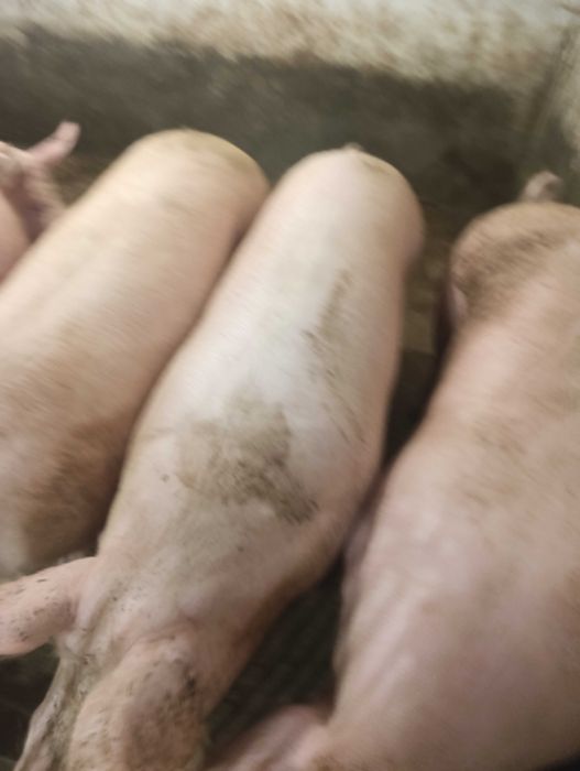Продам свині 200кг + Дунаєвецький р-н