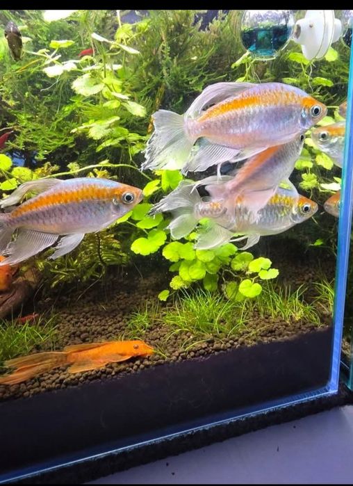 Zamienię świecik kongolski ryby mają koło 8 cm