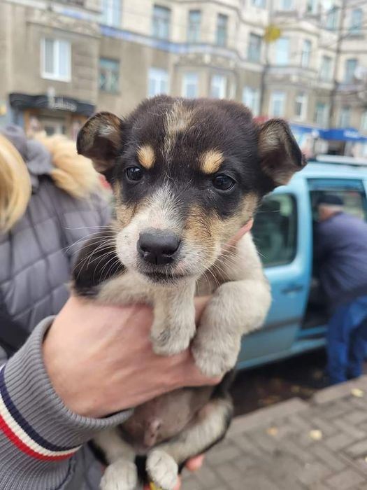 Щенок щенки собака кобель щенята