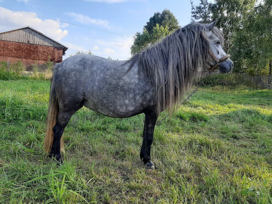 Sprzedam  kucyki