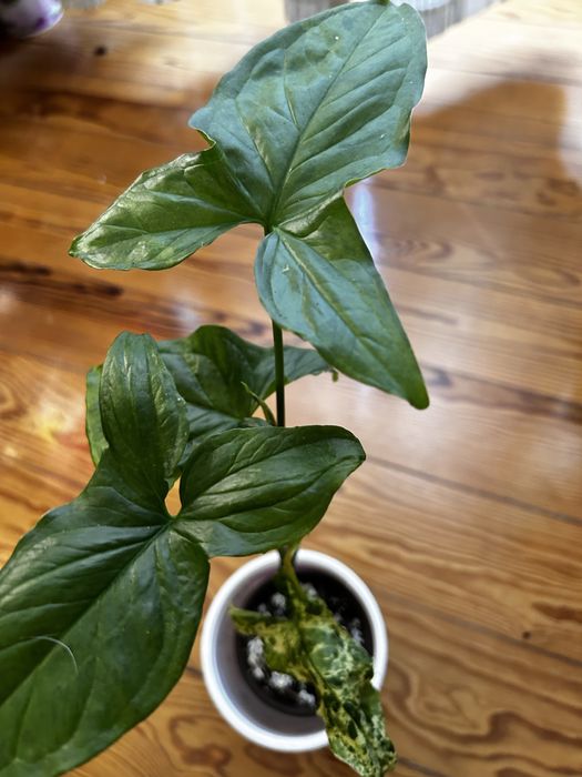 Syngonium Mojito