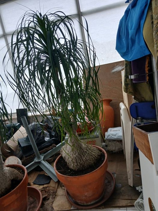 Planta Neolina Beaucarnea  gigante Bonsai maravilhoso.