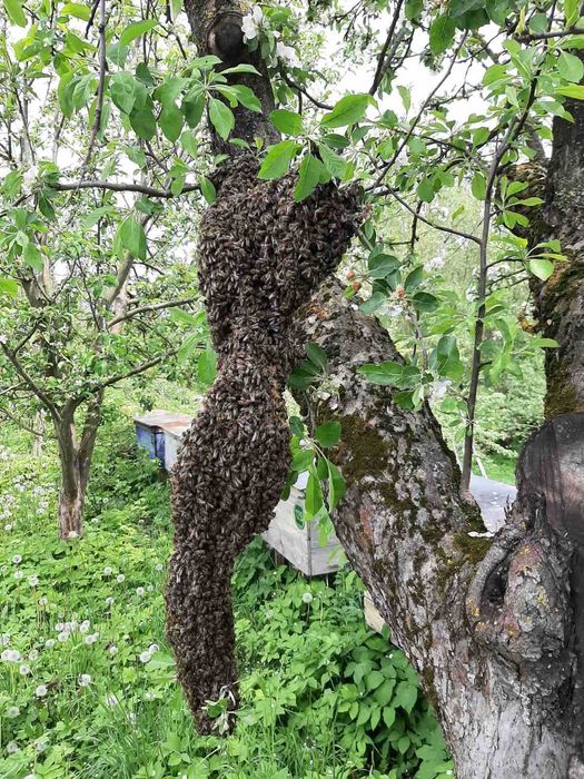 Продам бджолинні рої