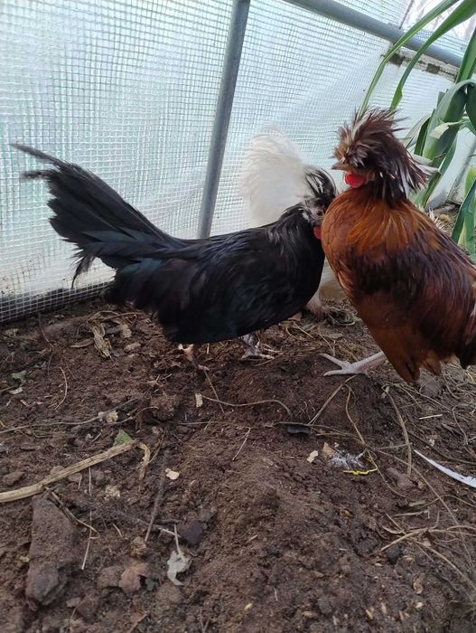 Kogut silka kogut bialoczuba