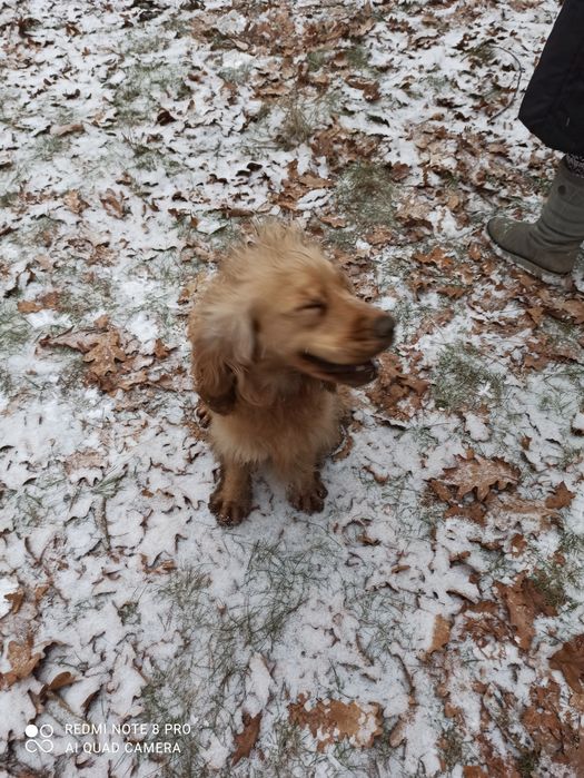 Кокер спаниель ищет девочку