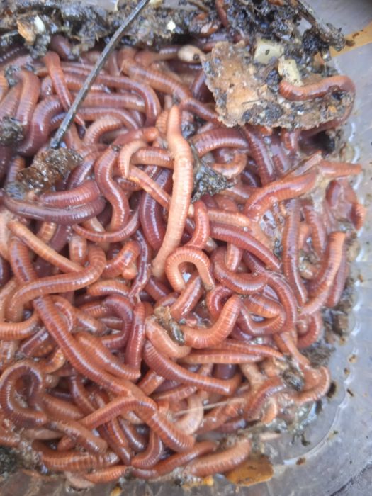 Dżdżownice kalifornijskie