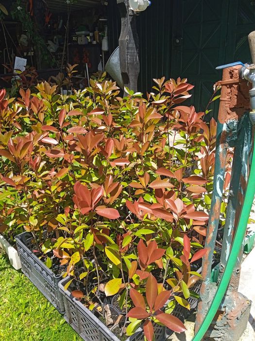 Fotinia ( Faça belas sebes)