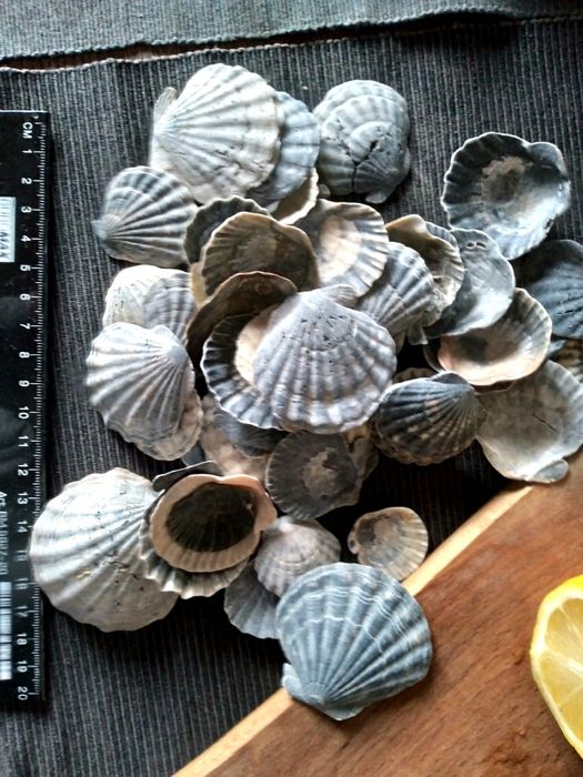 Лот Мушлі морскі ракушки гребінці