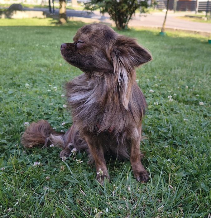 Chihuahua piesek długowłosy krycie reproduktor
