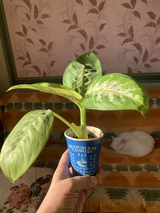Диффенбафія. Кімнатна рослина.