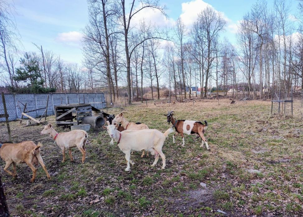 mleko KOZIE sprzedam