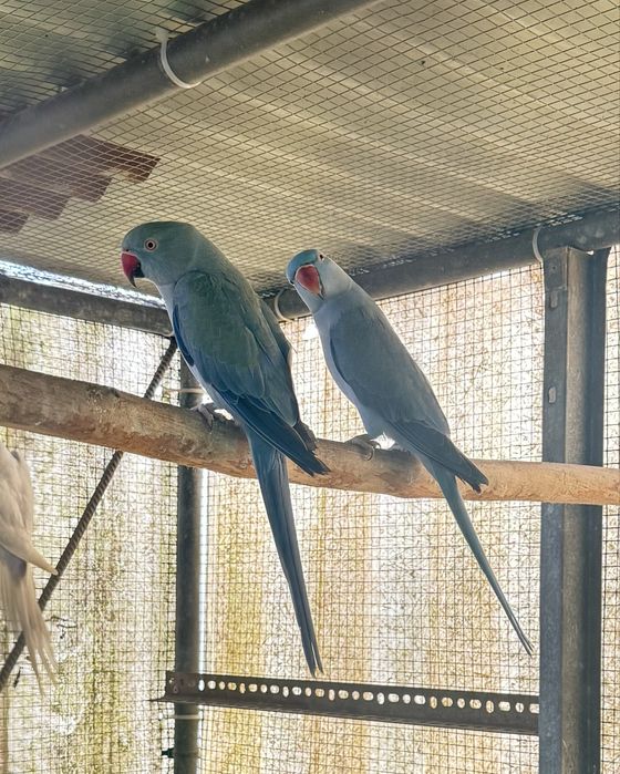 Ring Necks de 2024 - Com Documentos