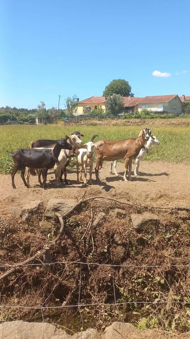 Cabras cruzadas boas