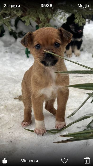 Цуценятка у хороші руки