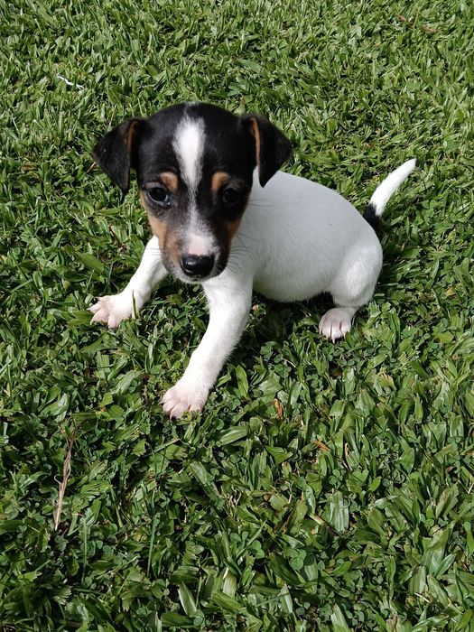 Jack Russel  macho