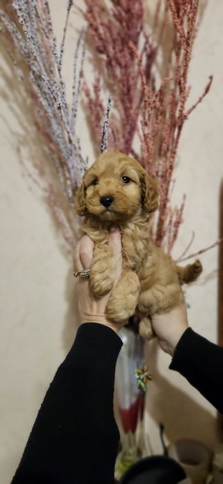 Мальчики мальтипу 2 мес