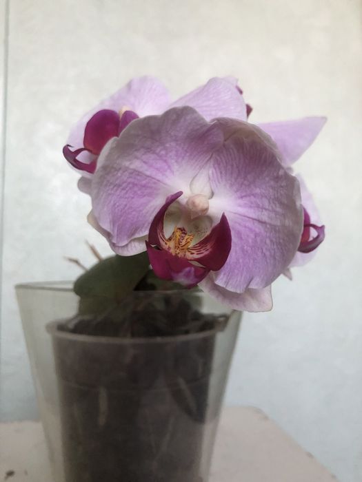 Орхидея phalaenopsis