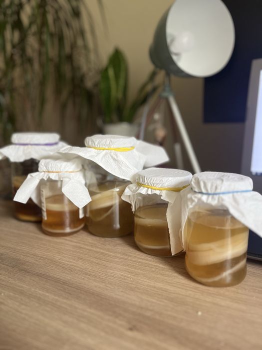 Kombucha Starter SCOBY | Grzybek Kombucha / Kombucza | Starter + baza