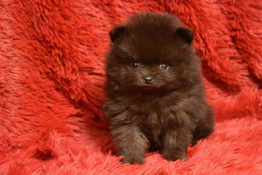 Шпиц - супер мини малыш