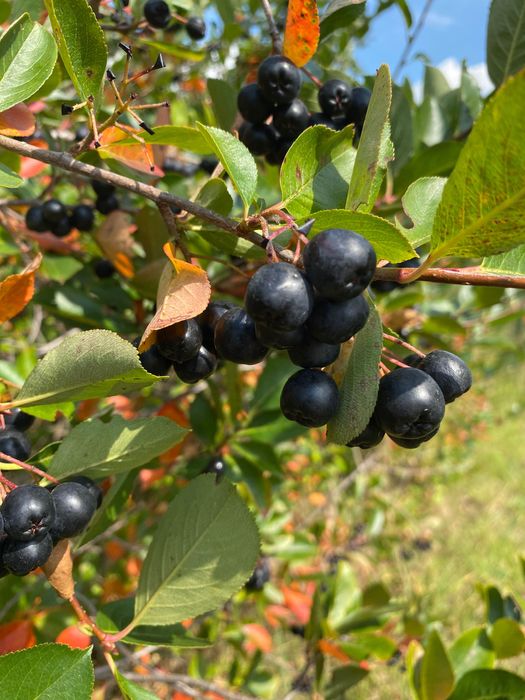 Aronia owoce niepryskane - soki, dżemy