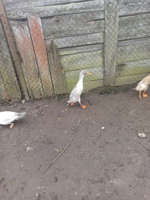 Witam sprzedam biegusy